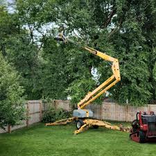 Best Palm Tree Trimming  in Pismo Beach, CA