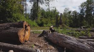 Best Tree Disease Treatment  in Pismo Beach, CA