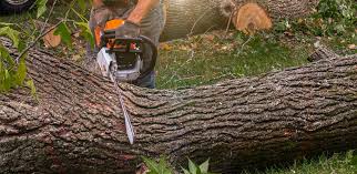 Best Leaf Removal  in Pismo Beach, CA