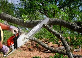Best Commercial Tree Services  in Pismo Beach, CA