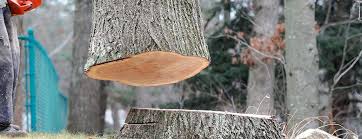 Best Emergency Tree Removal  in Pismo Beach, CA