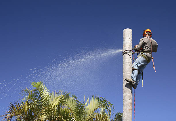 Best Lawn Watering Services  in Pismo Beach, CA
