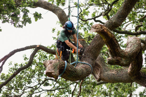 Best Tree Removal  in Pismo Beach, CA