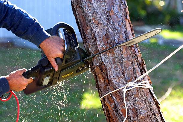 Best Storm Damage Tree Cleanup  in Pismo Beach, CA