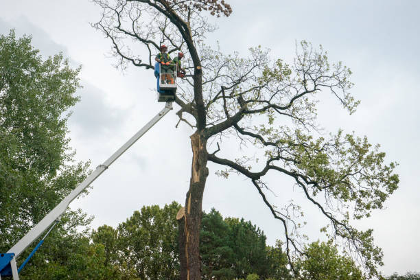Reliable Pismo Beach, CA Tree Care Solutions