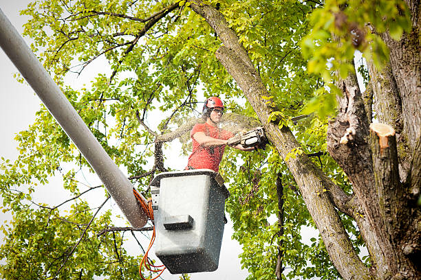 Best Tree Cabling and Bracing  in Pismo Beach, CA