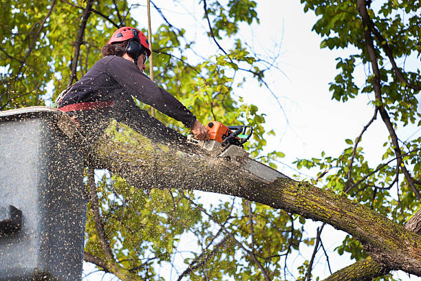 How Our Tree Care Process Works  in  Pismo Beach, CA