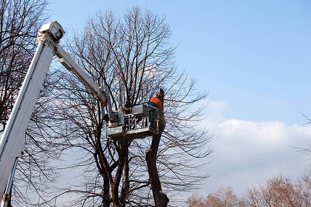 Best Tree Maintenance Programs  in Pismo Beach, CA