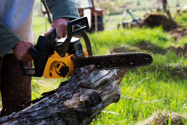 Best Hazardous Tree Removal  in Pismo Beach, CA