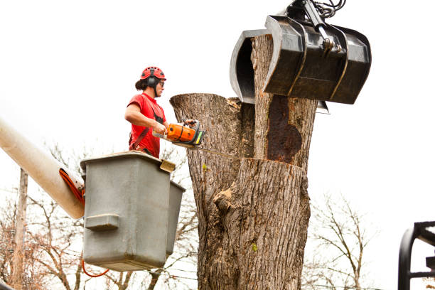 Best Tree and Shrub Care  in Pismo Beach, CA
